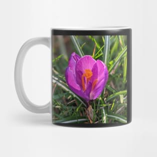 Orange and Purple Flower in the Sun Mug